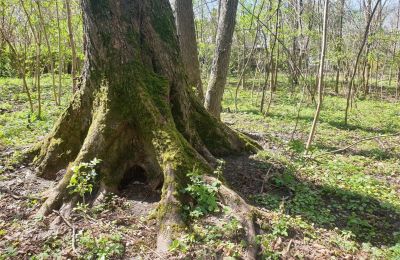 Historisch Park te koop Dębe Wielkie, Ruda, województwo mazowieckie, Foto 18/24