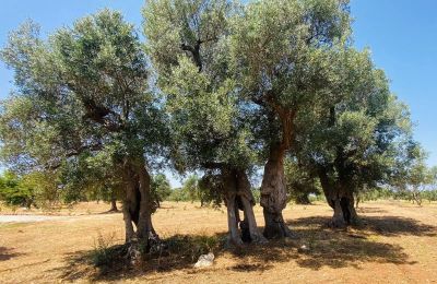 Boerderij te koop Ostuni, Strada Provinciale 21, Puglia, Foto 25/25