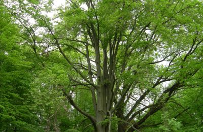 Kasteel te koop Gwoździany, Spółdzielcza 4a, województwo śląskie, Park